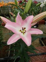 [4168 Highbury VZ No02.JPG]